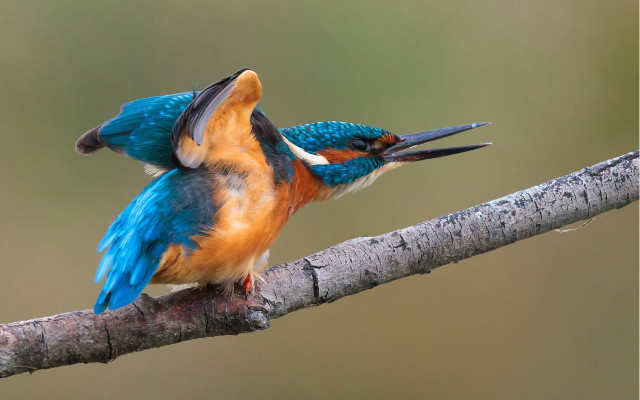 Colorful birds beak bite macro free wallpaper for desktop - medium preview image