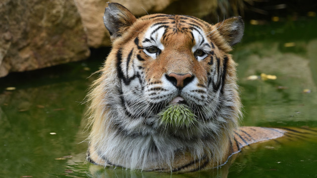 Tiger water plant portrait animal free wallpaper for desktop - medium preview image
