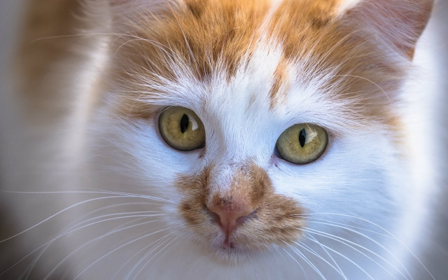 Cat green eyes white face free wallpaper for desktop - medium preview image