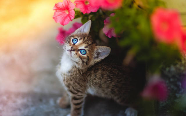 Kitten blue eyes flower pot free wallpaper for desktop - medium preview image