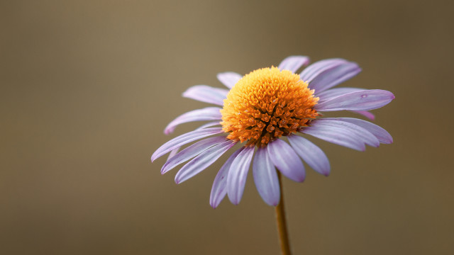 Purple flower yellow center stem free wallpaper for desktop - medium preview image