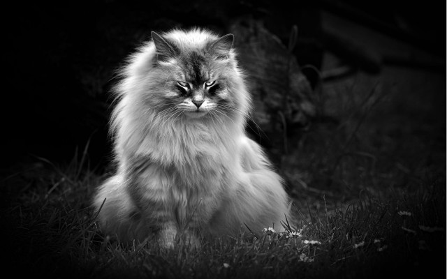 Fluffy cat sad gothic blackwhite free wallpaper for desktop - medium preview image