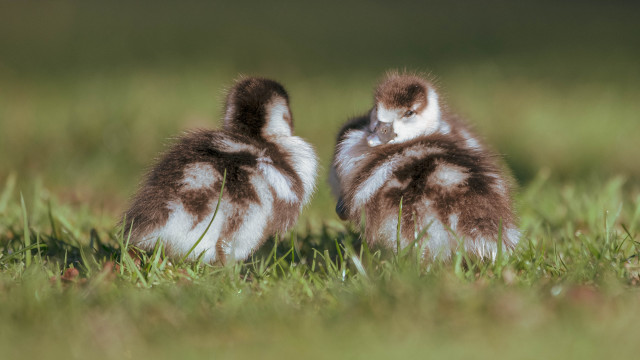 Two birds in grass sun free wallpaper for desktop - medium preview image
