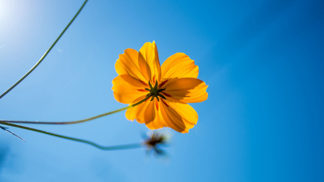 Yellow flower blue sky macro #3 free wallpaper for desktop - medium preview image