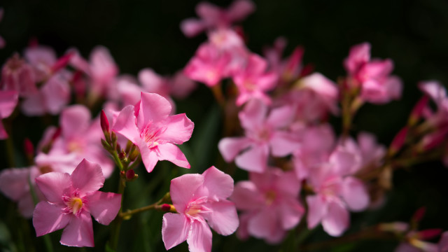 Pink flowers blooming macro bokeh free wallpaper for desktop - medium preview image
