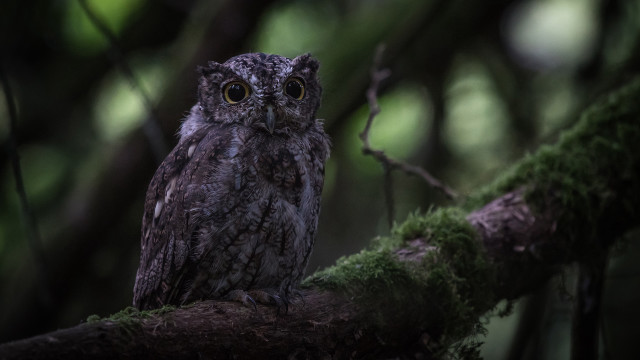 Small owl mossy branch forest free wallpaper for desktop - medium preview image