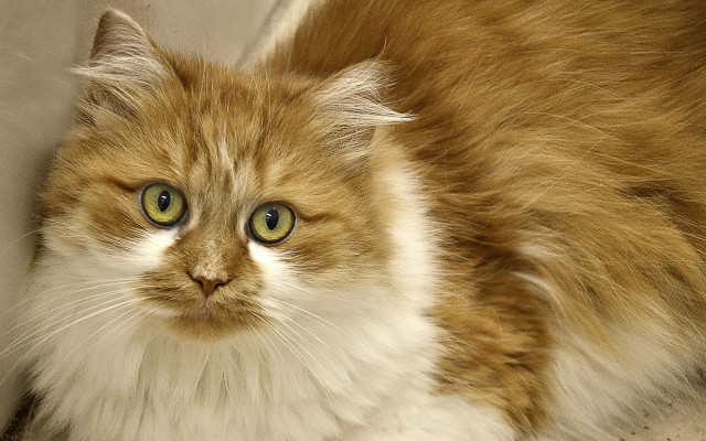 Sad cat green eyes couch free wallpaper for desktop - medium preview image