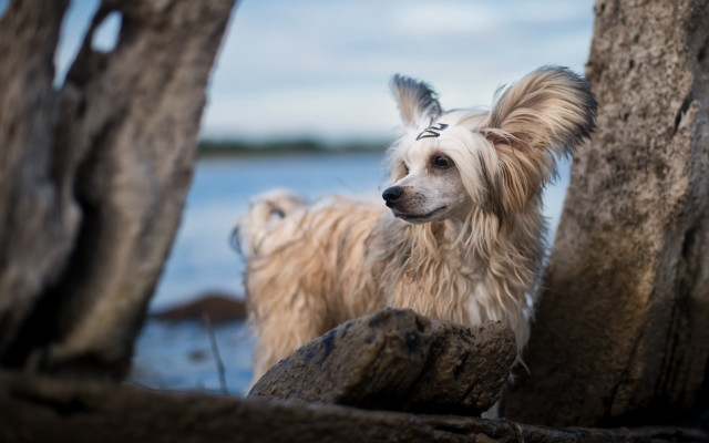 Dog rock water tree photorealism free wallpaper for desktop - medium preview image