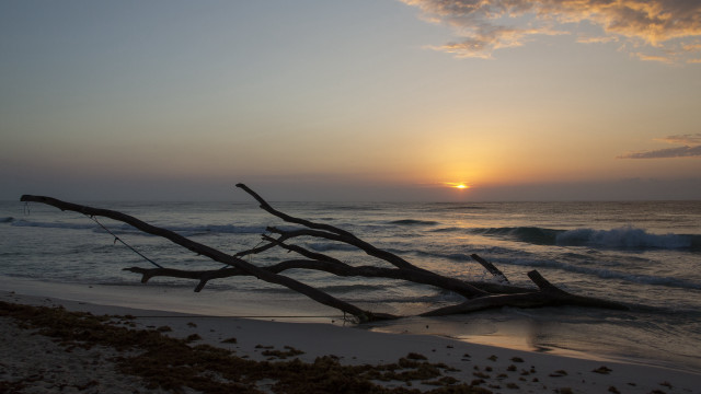 Tree branch beach sunset wave free wallpaper for desktop - medium preview image