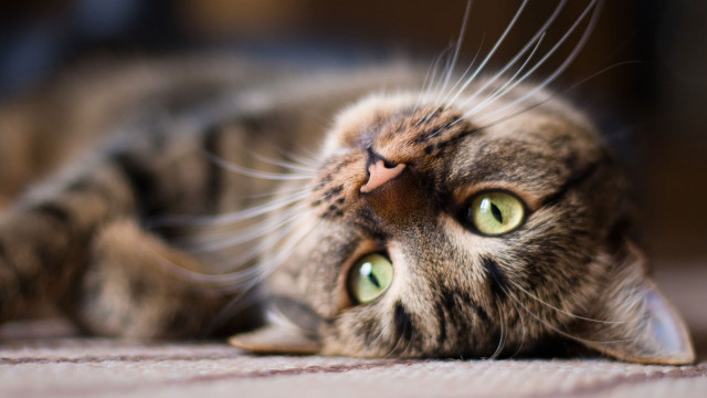 Black cat green eyes laying #3 free wallpaper for desktop - medium preview image