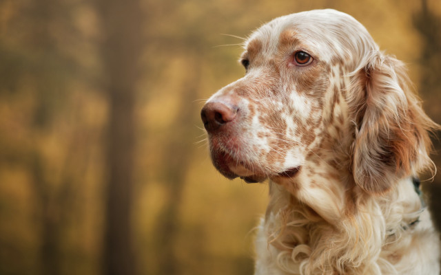 Dog white brown coat trees free wallpaper for desktop - medium preview image