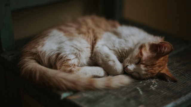 Cat sleeping wooden bench rococo free wallpaper for desktop - medium preview image