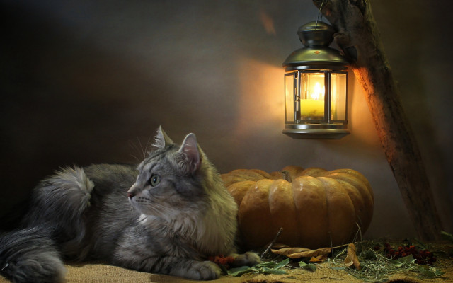 Cat laying table lantern pumpkin free wallpaper for desktop - medium preview image