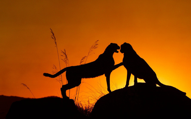 Cheetahs sunset rocks wildlife silhouette free wallpaper for desktop - medium preview image