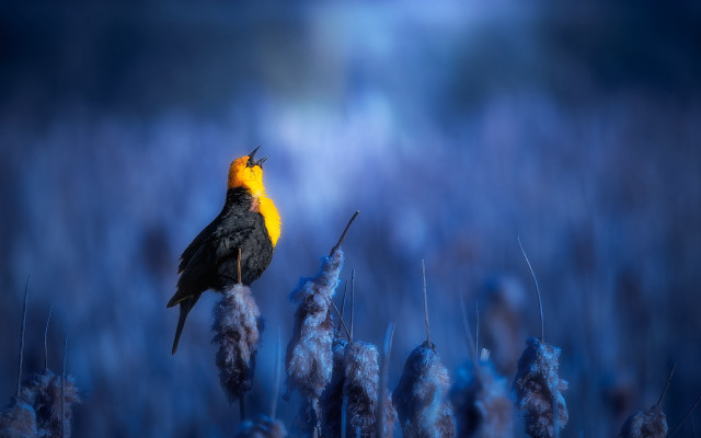 Yellow headed bird branch blue free wallpaper for desktop - medium preview image