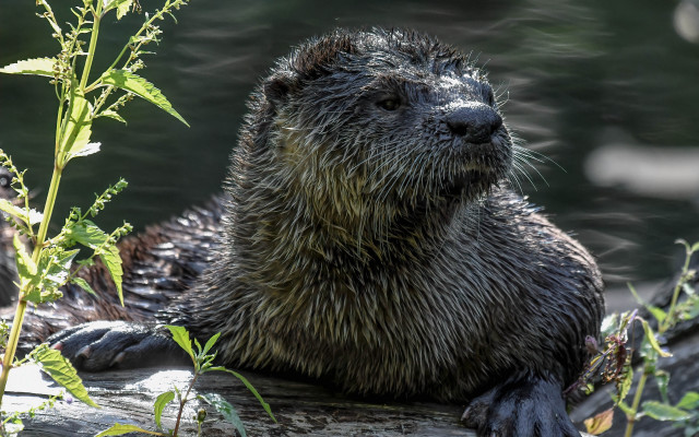 Wet otter log lake plant free wallpaper for desktop - medium preview image