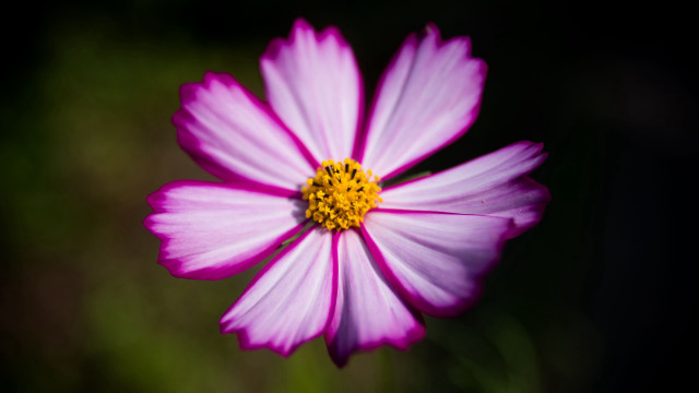 Pink flower yellow center dark free wallpaper for desktop - medium preview image