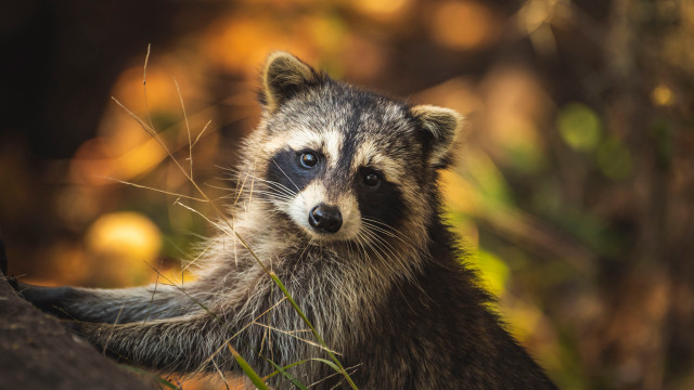 Raccoon grass blurry background photorealistic free wallpaper for desktop - medium preview image