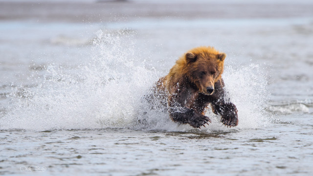 Brown bear running water fish free wallpaper for desktop - medium preview image