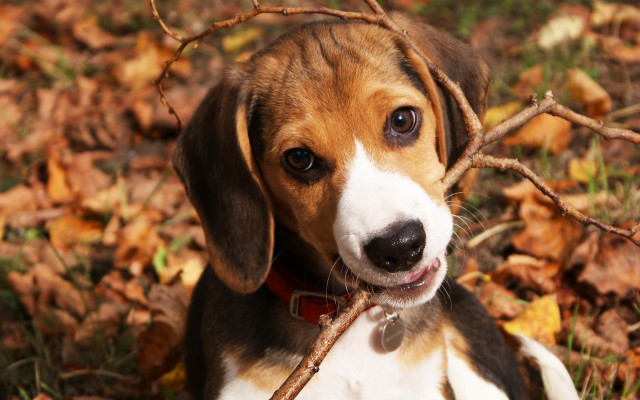 Dog stick leaves woods autumn free wallpaper for desktop - medium preview image