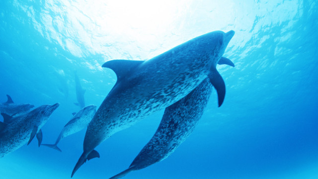 Dolphins underwater sunlight ocean bubble free wallpaper for desktop - medium preview image