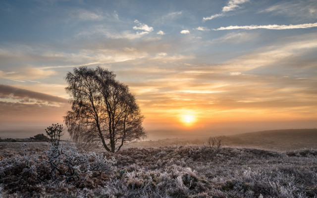 Sunset tree field clouds horizon free wallpaper for desktop - medium preview image