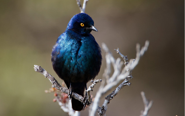 Blue bird sitting on branch free wallpaper for desktop - medium preview image