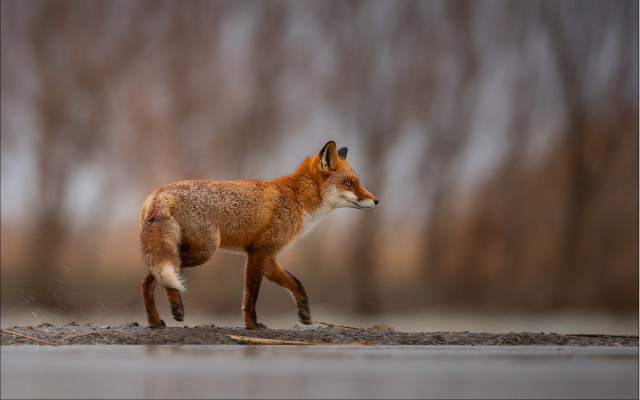 Red fox walking wet ground free wallpaper for desktop - medium preview image