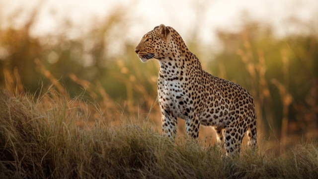 Cheetah field trees light sky free wallpaper for desktop - medium preview image