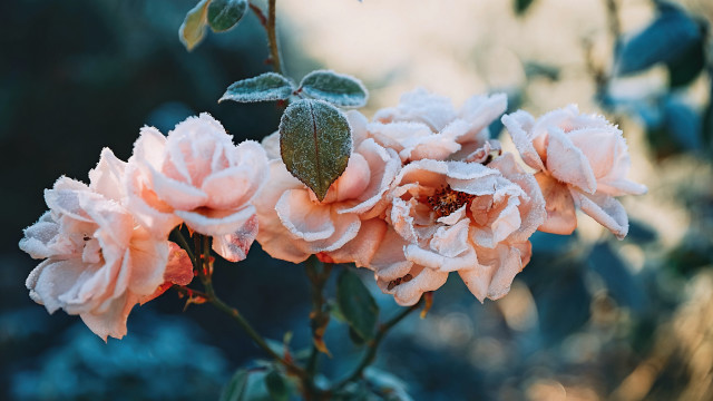 Pink flowers water droplets bokeh free wallpaper for desktop - medium preview image