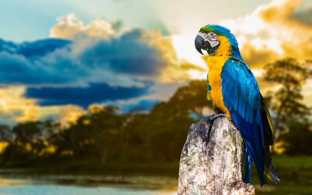 Blue yellow parrot river trees free wallpaper for desktop - medium preview image