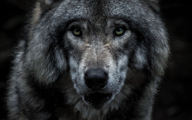 Wolf whiteface blackeyes sadlook naturalism free wallpaper for desktop - medium preview image