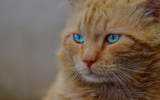 Cat blue eyes macro realistic free wallpaper for desktop - medium preview image