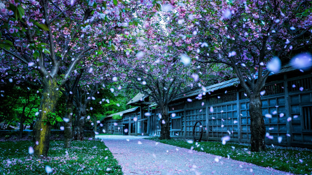 Walkway trees flowers rain architecture free wallpaper for desktop - medium preview image
