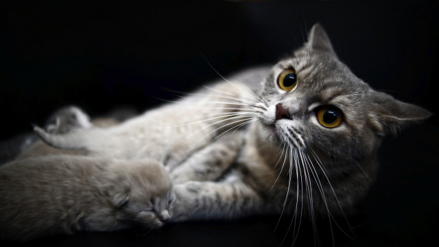 Cat owl wolf yellow eyes free wallpaper for desktop - medium preview image