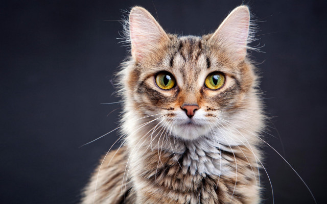 Black cat green eyes symmetrical #3 free wallpaper for desktop - medium preview image