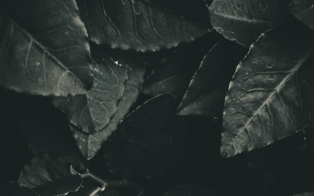 Leafy plant water drops monochrome free wallpaper for desktop - medium preview image