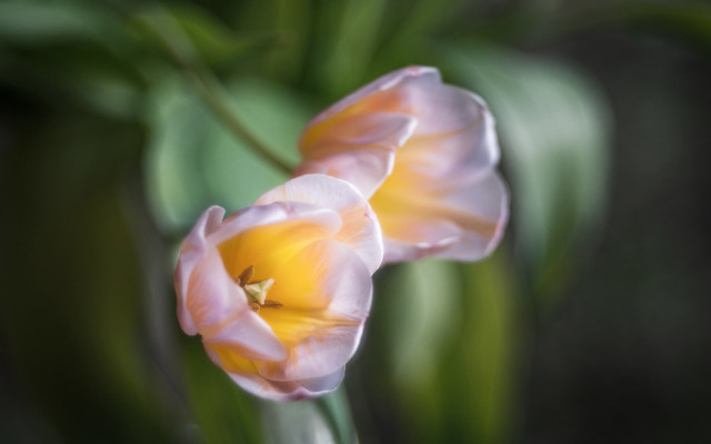 Pink flowers yellow center soft free wallpaper for desktop - medium preview image