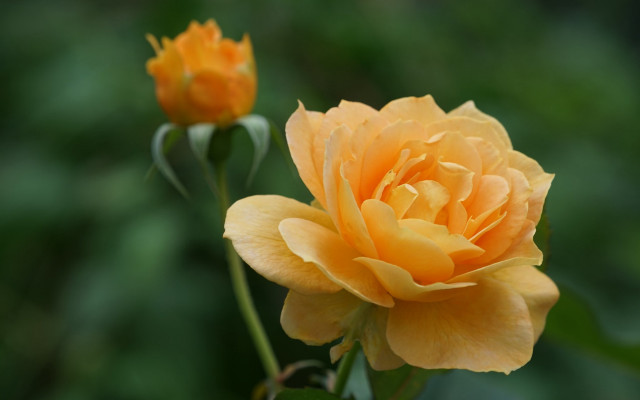 Yellow rose garden macro blurry free wallpaper for desktop - medium preview image