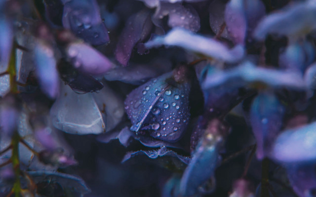 Purple hydrangea wisteria bokeh macro #2 free wallpaper for desktop - medium preview image