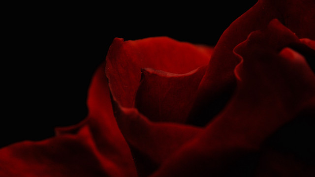 Red rose macro black background free wallpaper for desktop - medium preview image