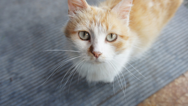 White cat green eyes looking #2 free wallpaper for desktop - medium preview image