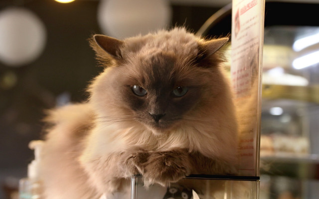 Cat table wine glass blurry free wallpaper for desktop - medium preview image