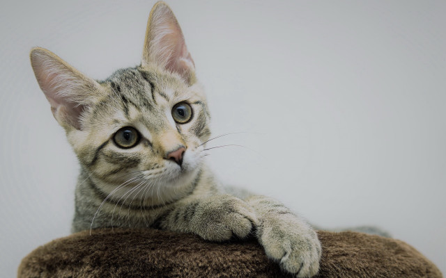 Cat brown pillow blue eye free wallpaper for desktop - medium preview image