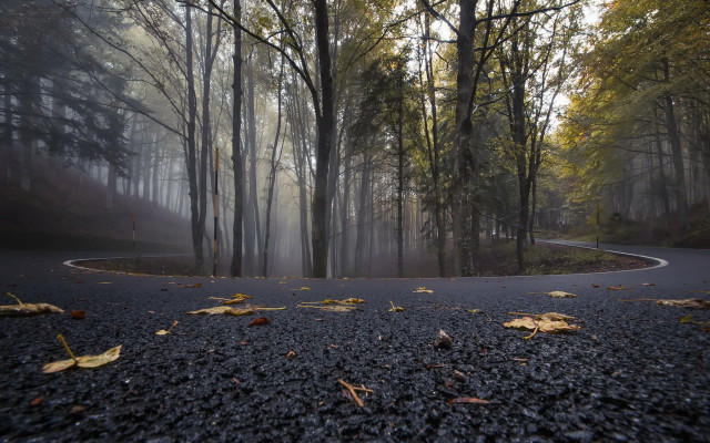 Winding road forest fog leaves free wallpaper for desktop - medium preview image