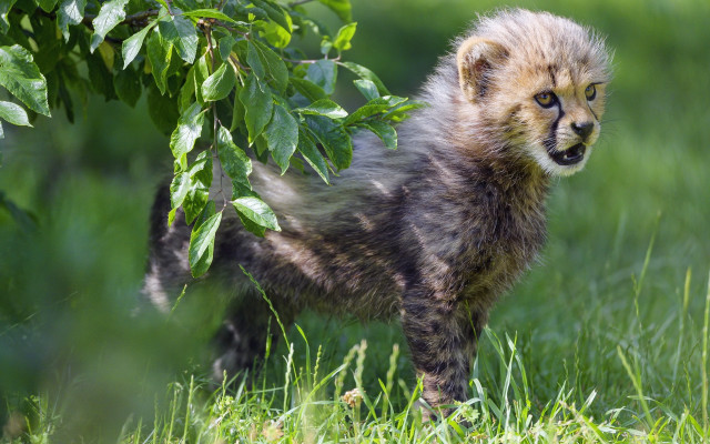 Cheetah cub grass outdoors nature free wallpaper for desktop - medium preview image