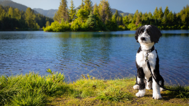 Dog lake forest sky bush free wallpaper for desktop - medium preview image
