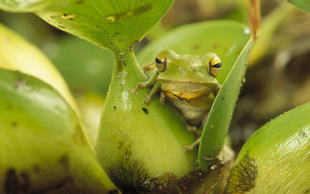 Frog green plant leaves eyes #2 free wallpaper for desktop - medium preview image
