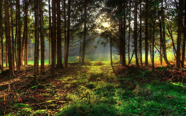 Forest sunshine path nature cityscape free wallpaper for desktop - medium preview image