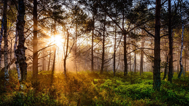 Forest sunshine autumn nature park free wallpaper for desktop - medium preview image